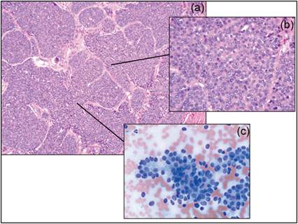 fig1.55.jpg