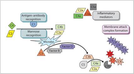 fig2.4.jpg