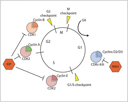 fig3.1.jpg