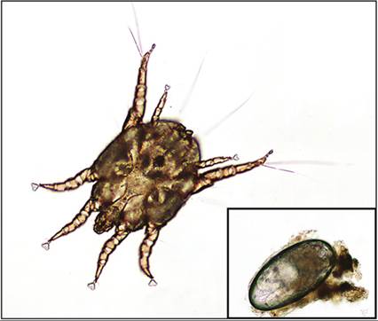 fig18.32.jpg