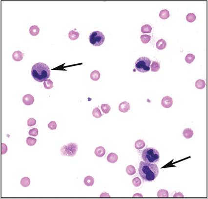 fig19.1.jpg