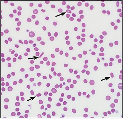 fig19.4.jpg