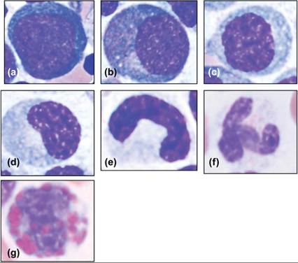 fig19.12.jpg