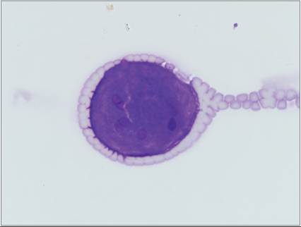 fig19.28.jpg