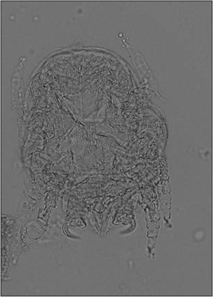fig4.35.jpg