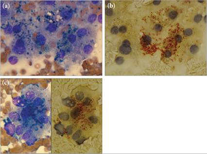 fig9.18A-C.jpg