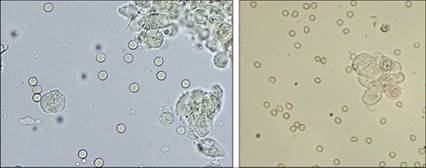 fig10.24A.jpg
