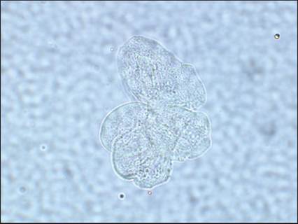 fig10.28.jpg