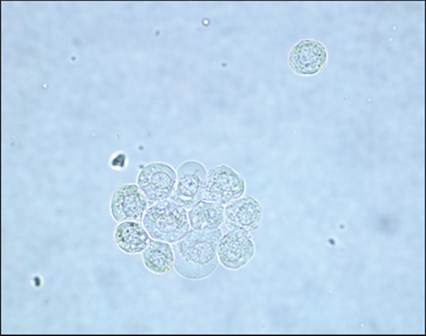 fig10.29.jpg