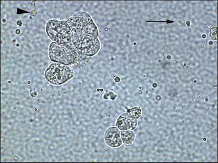 fig10.30.jpg
