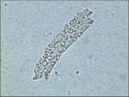 fig10.35.jpg