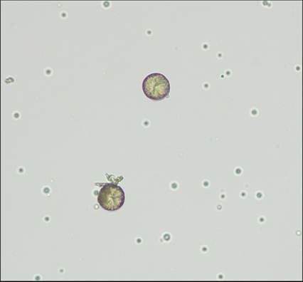 fig10.48.jpg