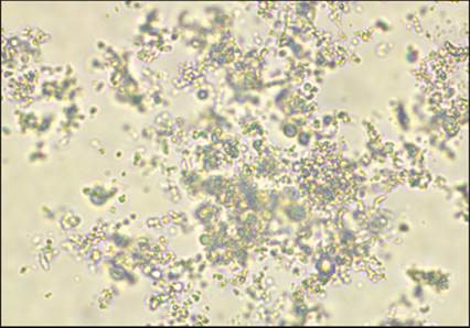 fig10.51.jpg