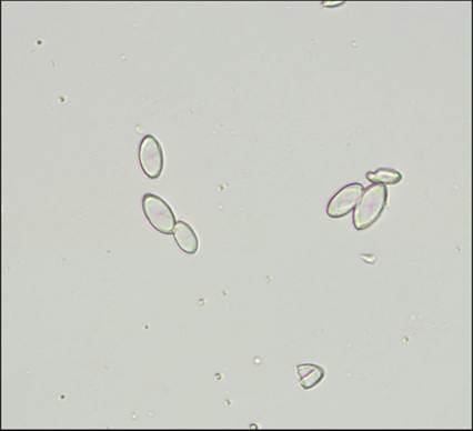 fig10.54.jpg