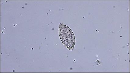 fig10.60.jpg