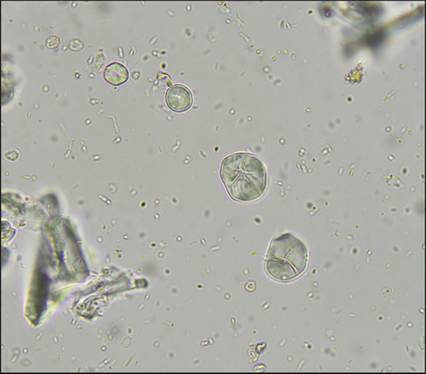 fig10.64.jpg