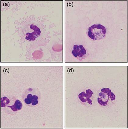 fig12.4A-D.jpg