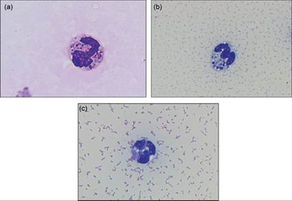 fig12.5A-C.jpg