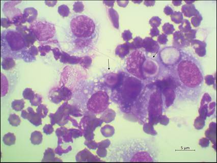 fig13.46.jpg