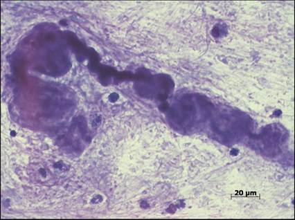 fig13.50.jpg