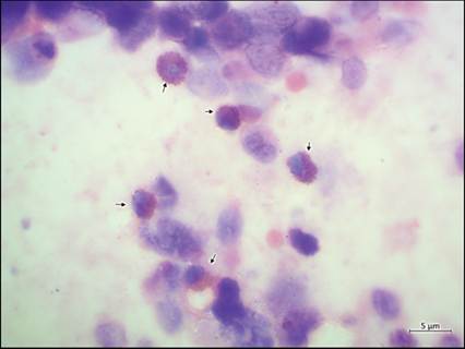 fig13.110.jpg