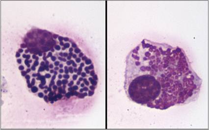 fig14.36.jpg
