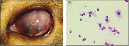 fig17.20.jpg
